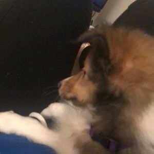 Meet your Posher, Macie